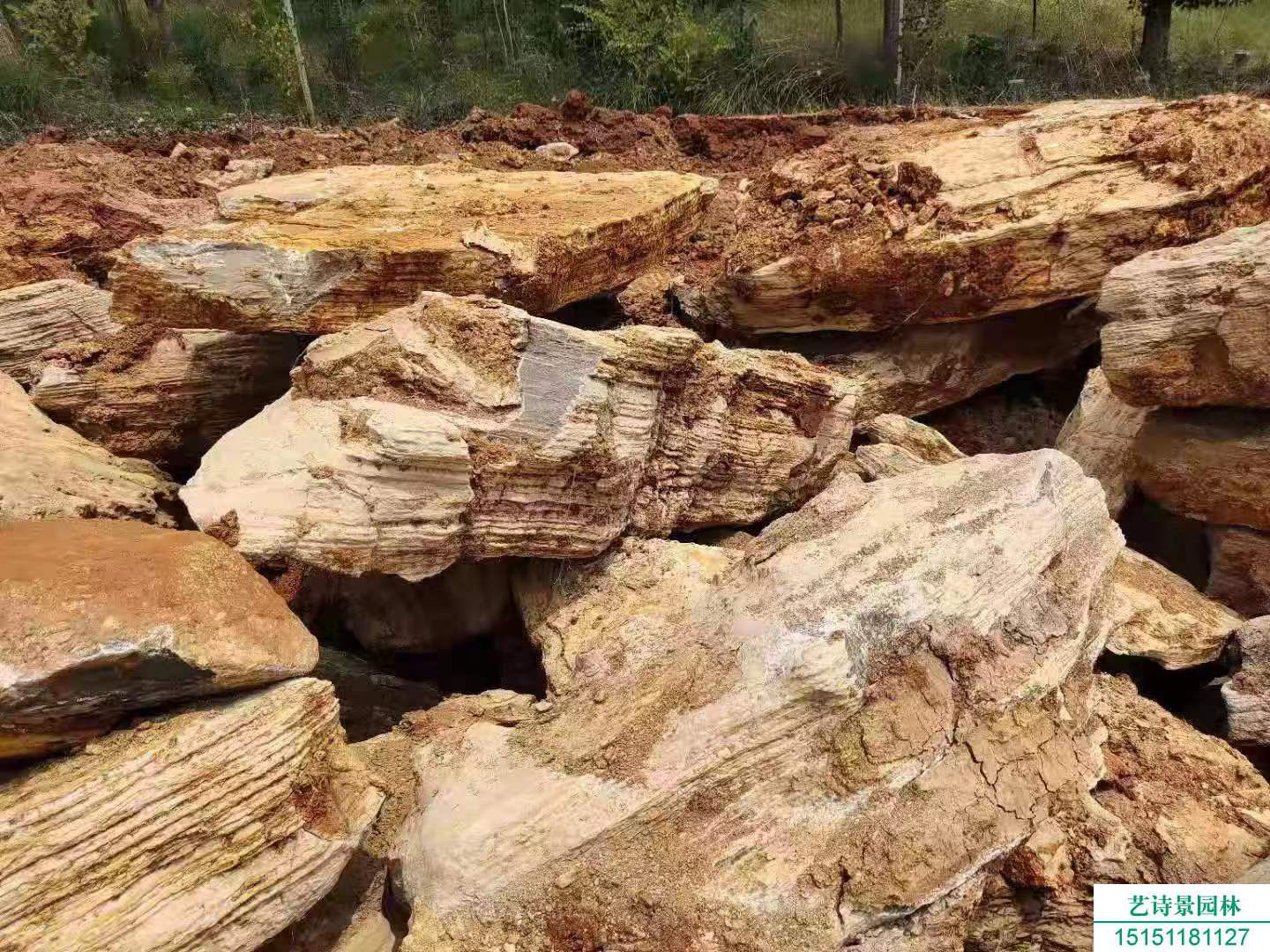 千層石產于什么地方